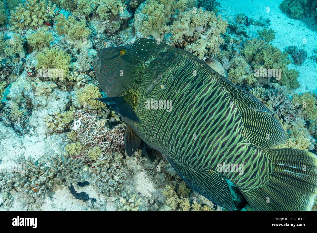 Egitto, Sharm El Sheikh, Napoleon Fish, Humphead Wrasse (Cheilinus undulatus) Foto Stock