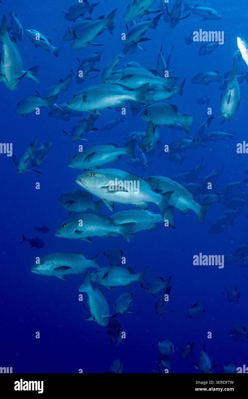 Egitto, Sharm El Sheikh, Gigante trevally (Caranx ignobilis), Giant Kingfish Foto Stock