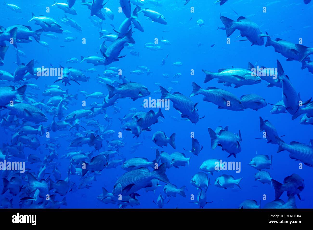 Egitto, Sharm El Sheikh, Gigante trevally (Caranx ignobilis), Giant Kingfish Foto Stock