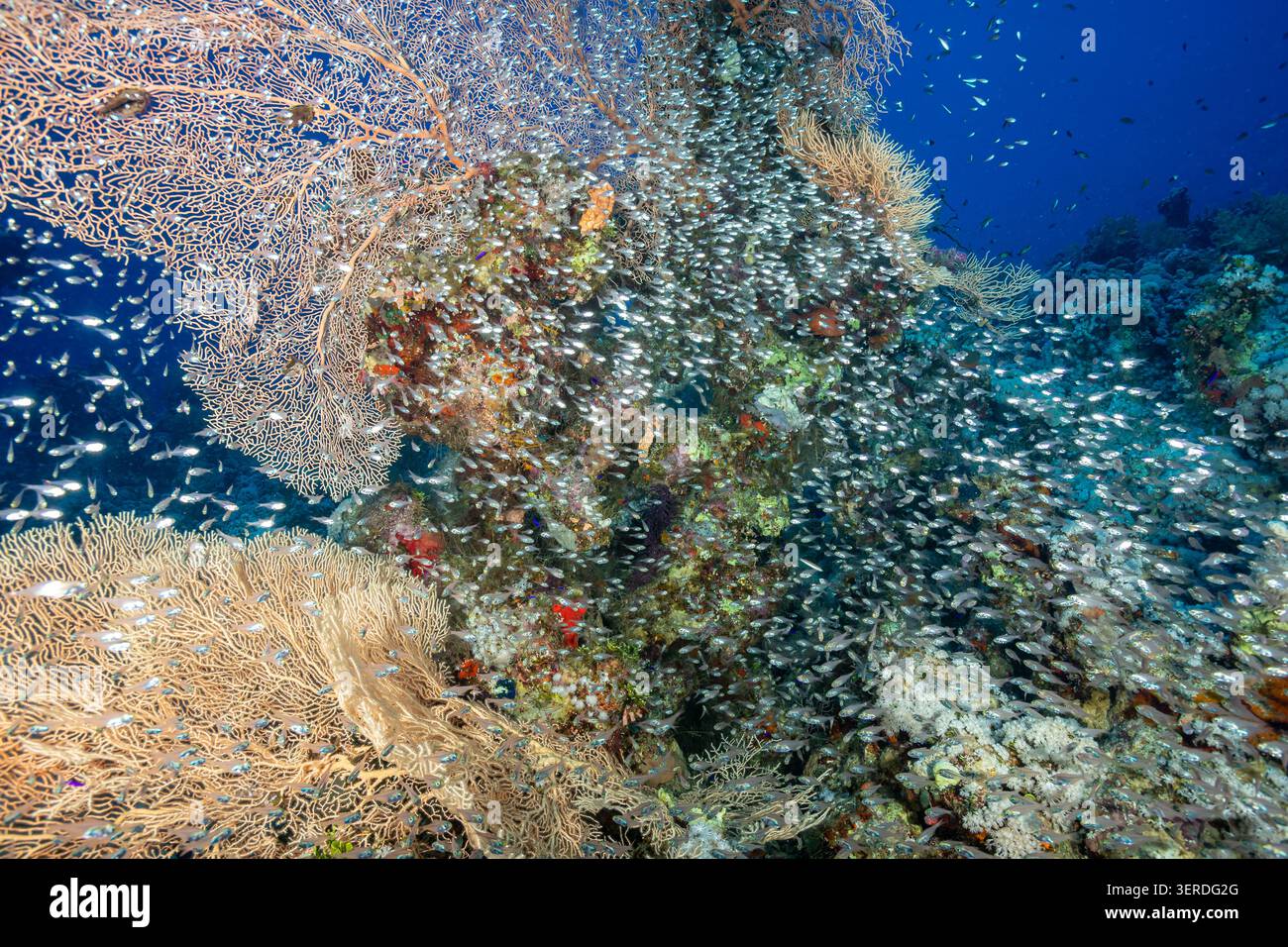 Egitto, Sharm El Sheikh, pesce spazzatrice di pigmei (Parapriacanthus ransonneti) e Coral Reef Foto Stock
