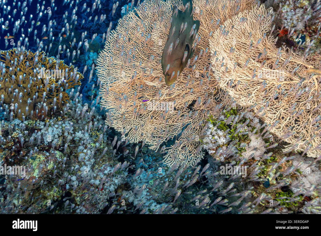 Egitto, Sharm El Sheikh, pesce spazzatrice di pigmei (Parapriacanthus ransonneti) e Coral Reef Foto Stock