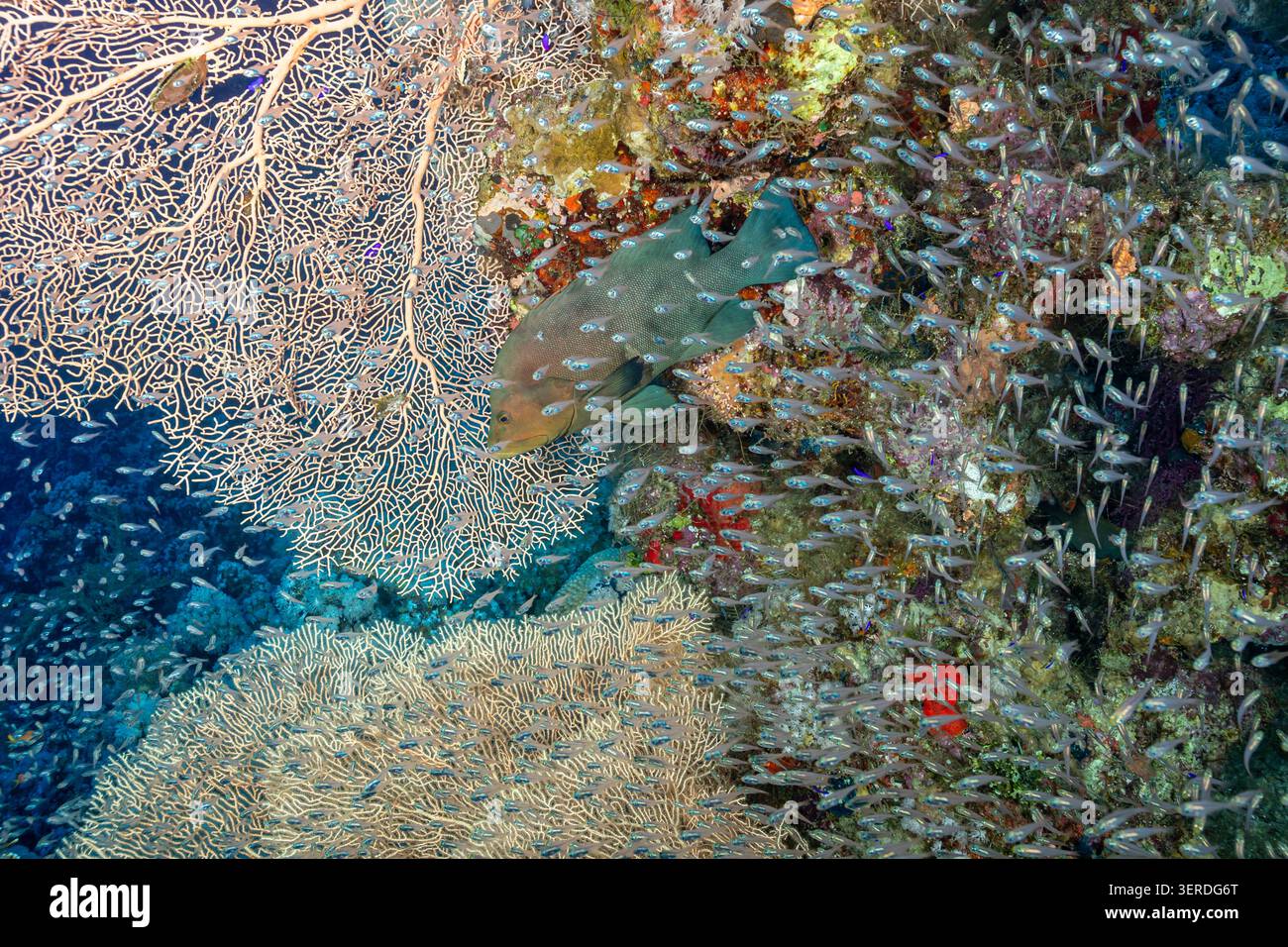 Egitto, Sharm El Sheikh, pesce spazzatrice di pigmei (Parapriacanthus ransonneti) e Coral Reef Foto Stock