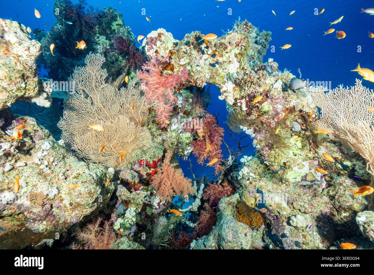 Egitto, Sharm El Sheikh, barriera corallina Foto Stock