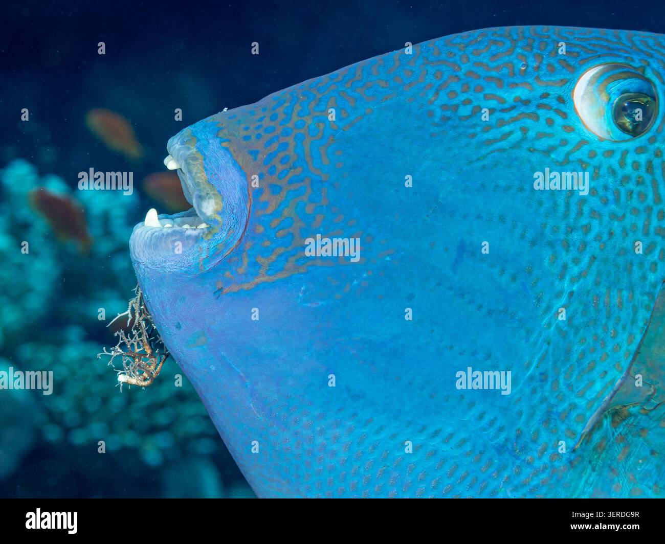 Egitto, Sharm El Sheikh, pesce triggerino rosso (Odonus niger) Foto Stock