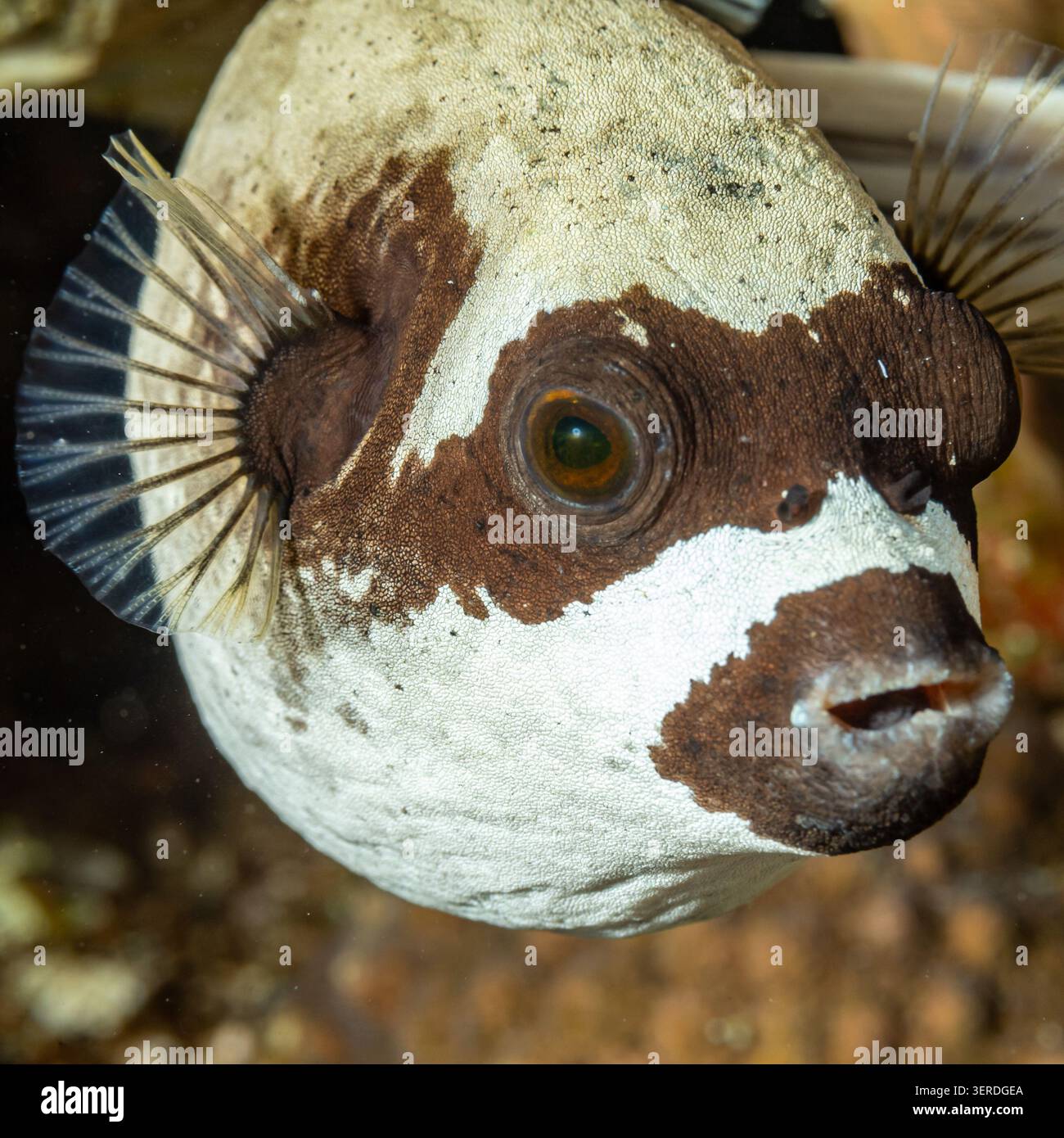 Egitto, Sharm El Sheikh, Masked Puffer (Arothron diadematus) Foto Stock