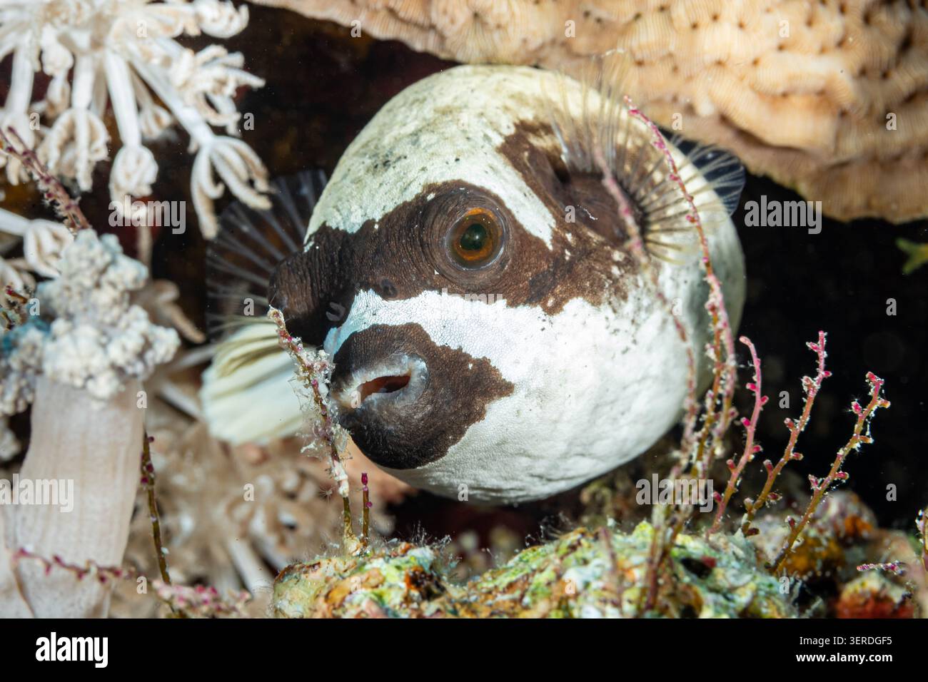 Egitto, Sharm El Sheikh, Masked Puffer (Arothron diadematus) Foto Stock
