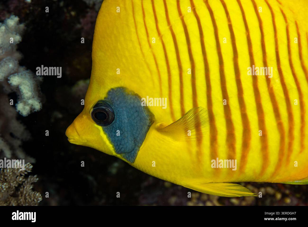 Egitto, Sharm El Sheikh, Bluecheek Butterflyfish (Chaetodon semilarvatus), Masked Butterflyfish Foto Stock