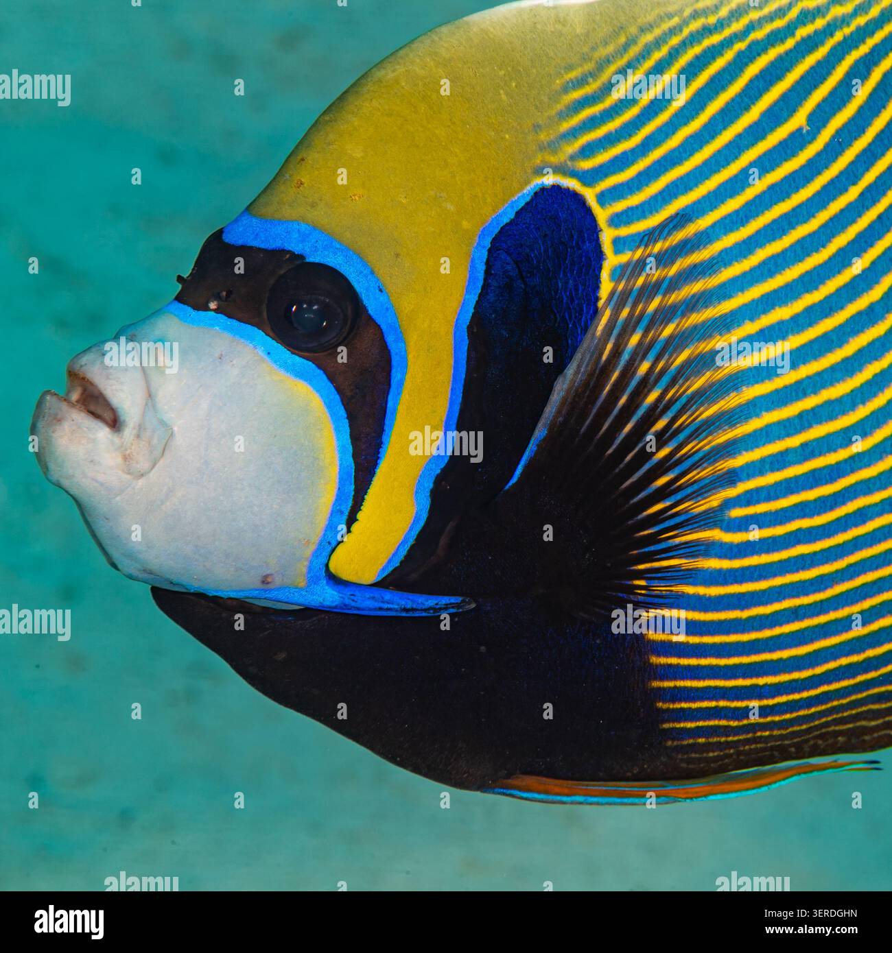 Egitto, Sharm El Sheikh, Imperatore Angelfish (Pomacanthus imperator) Foto Stock