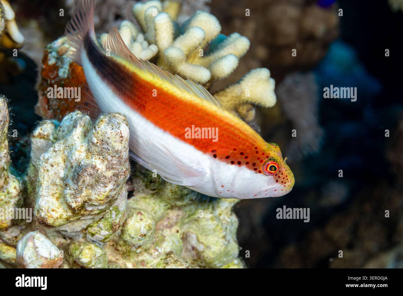 Egitto, Sharm El Sheikh, Falco Nero (Paracirhites forsteri), colorazione rossa Falco di Forster Foto Stock