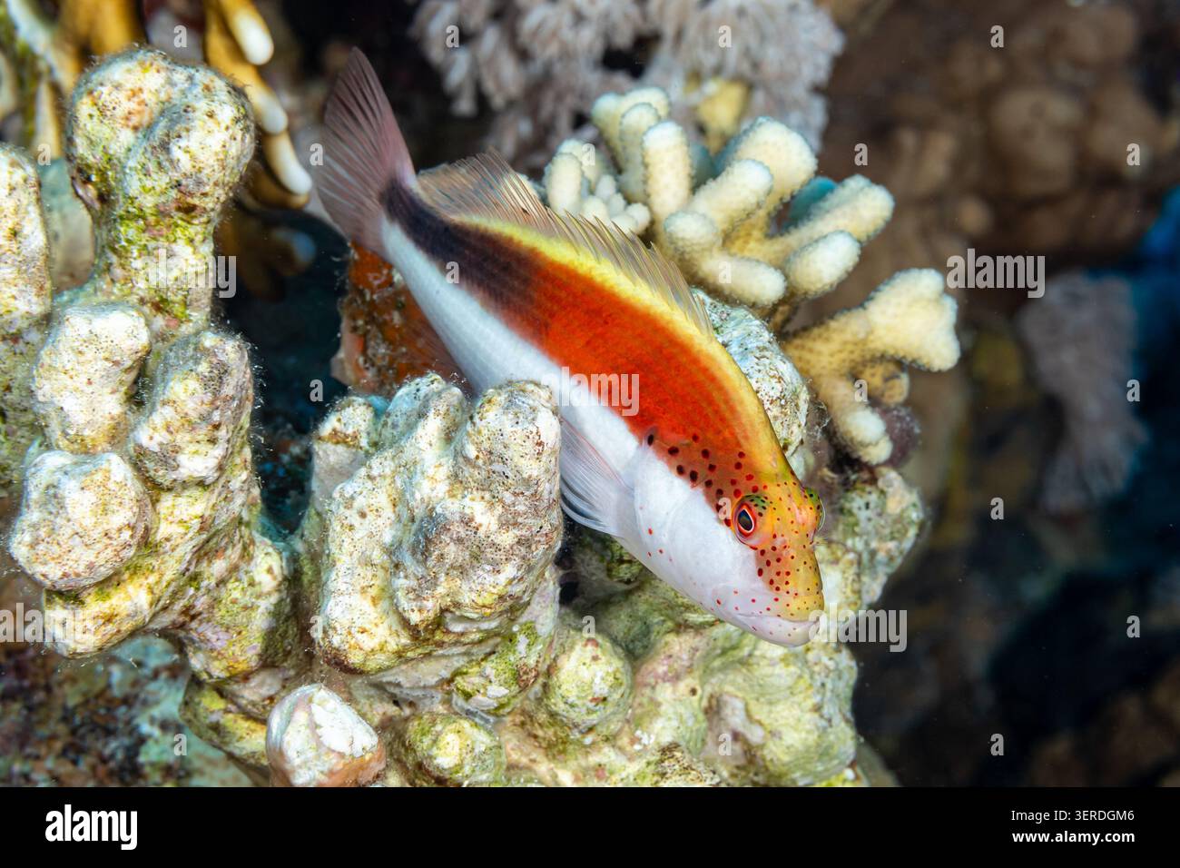 Egitto, Sharm El Sheikh, Falco Nero (Paracirhites forsteri), colorazione rossa Falco di Forster Foto Stock