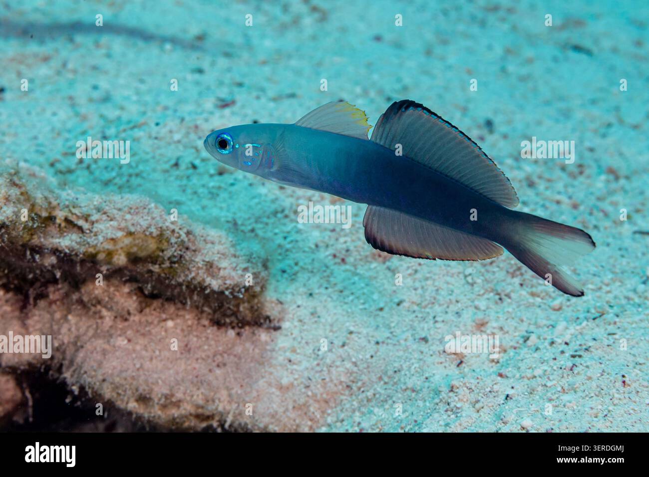 Egypt, Sharm El Sheikh, Scissortail Dartfish (Ptereleotris evides), Blackfin Dartfish Foto Stock