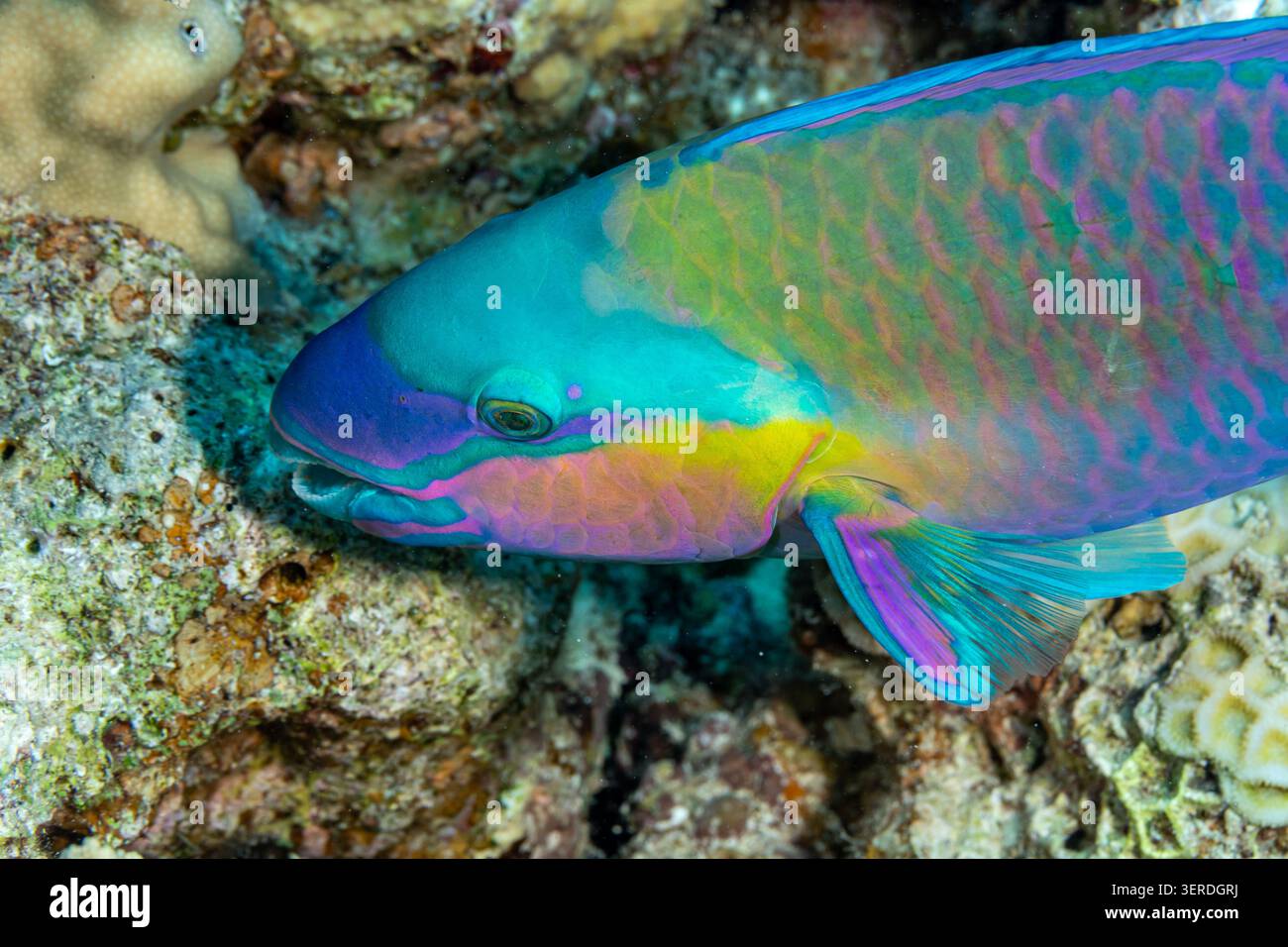 Egitto, Sharm El Sheikh, pesce pappagallo arrugginito (Scarus ferrugineus) Foto Stock