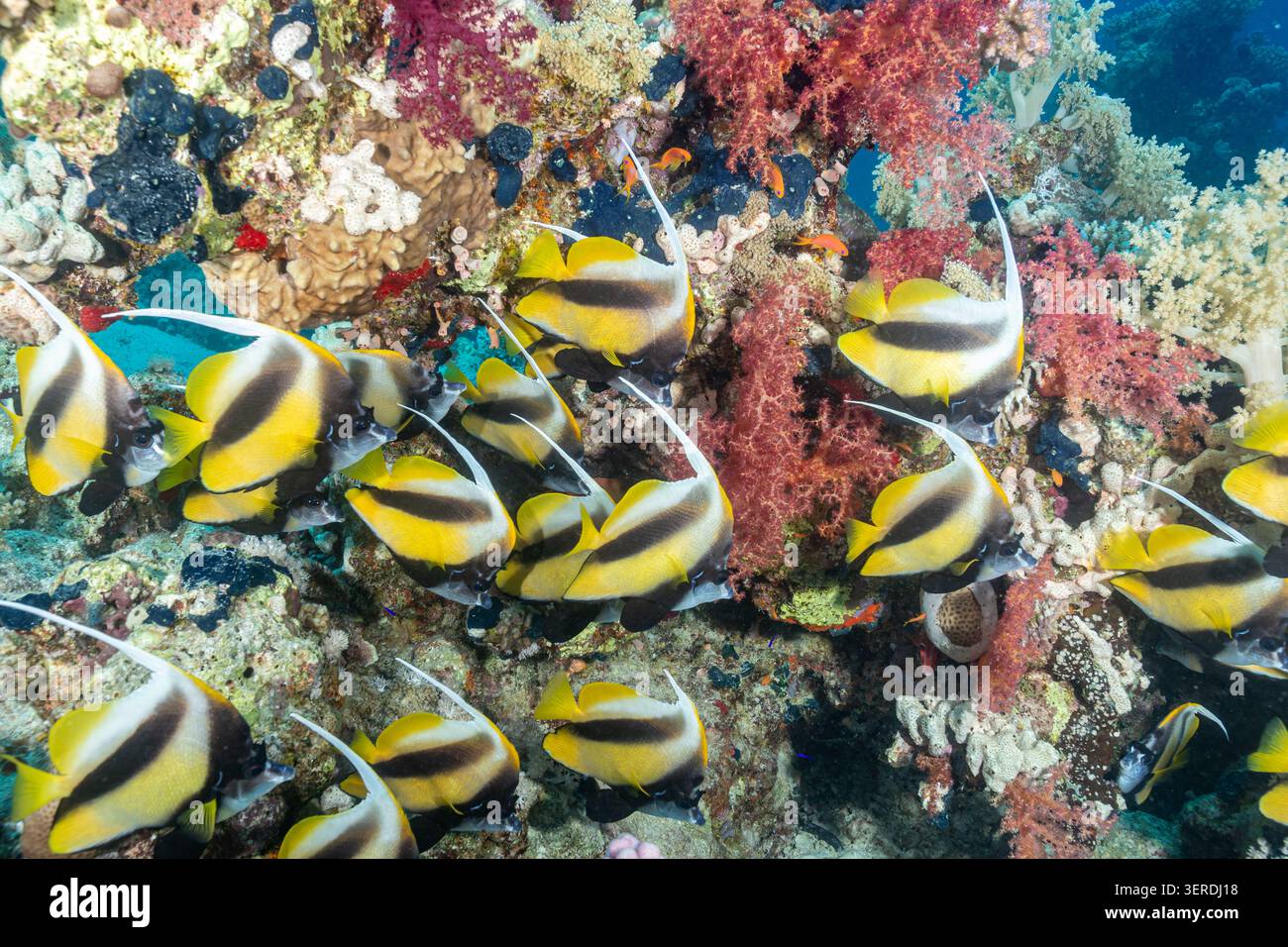 Egitto, Sharm El Sheikh, pesce Bandiere del Mar Rosso (Heniochus intermedius) Foto Stock