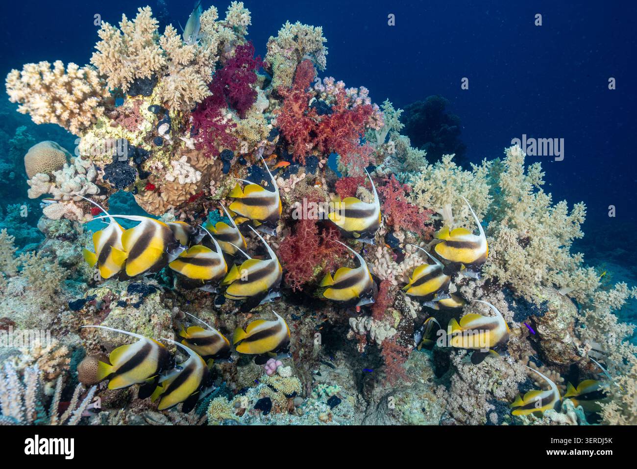 Egitto, Sharm El Sheikh, pesce Bandiere del Mar Rosso (Heniochus intermedius) Foto Stock
