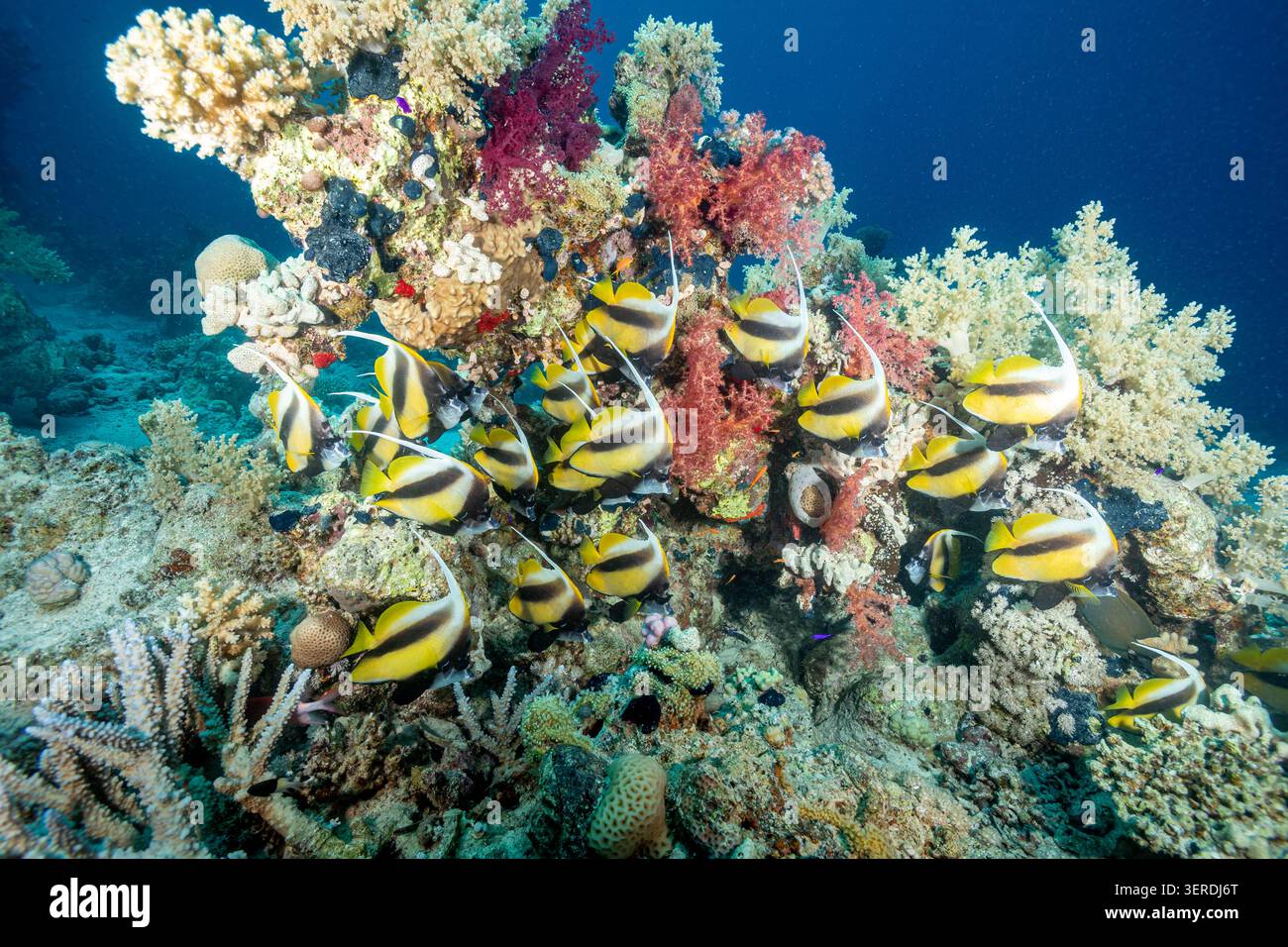 Egitto, Sharm El Sheikh, pesce Bandiere del Mar Rosso (Heniochus intermedius) Foto Stock