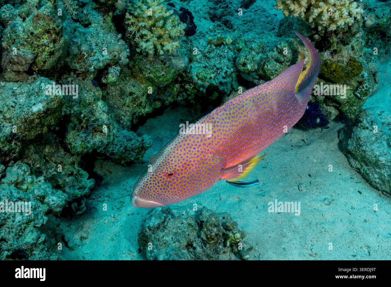 Egitto, Sharm El Sheikh, Lyretail con bordatura gialla (Variola louti) Foto Stock