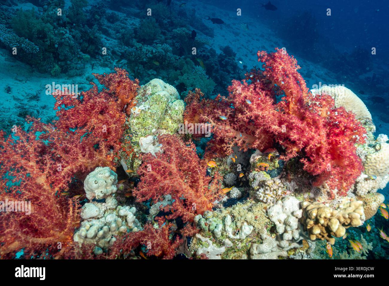 Egitto, Sharm El Sheikh, Soft Coral Foto Stock