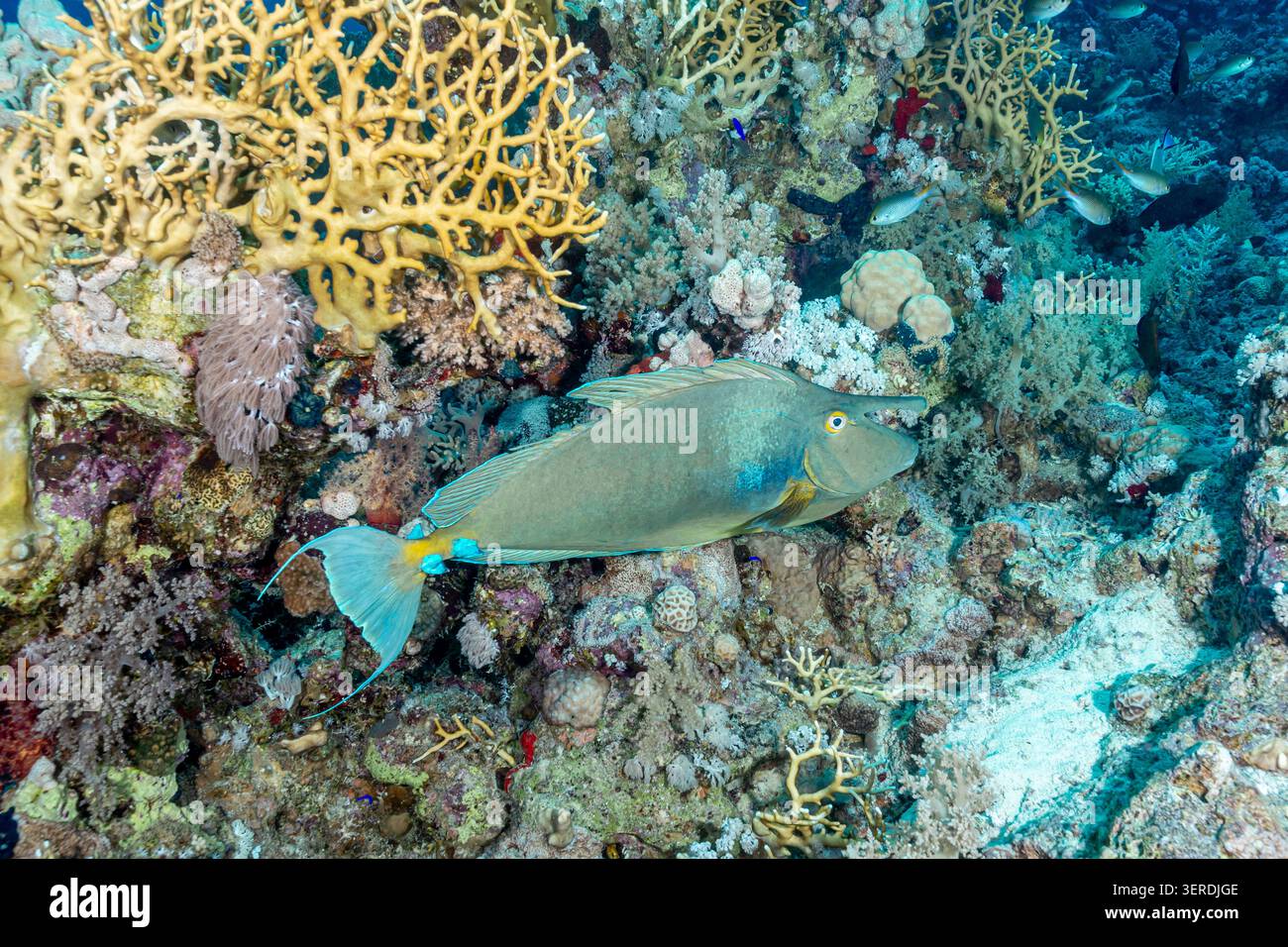 Egitto, Sharm El Sheikh, Bluespine Unicornis (naso unicornis) Foto Stock