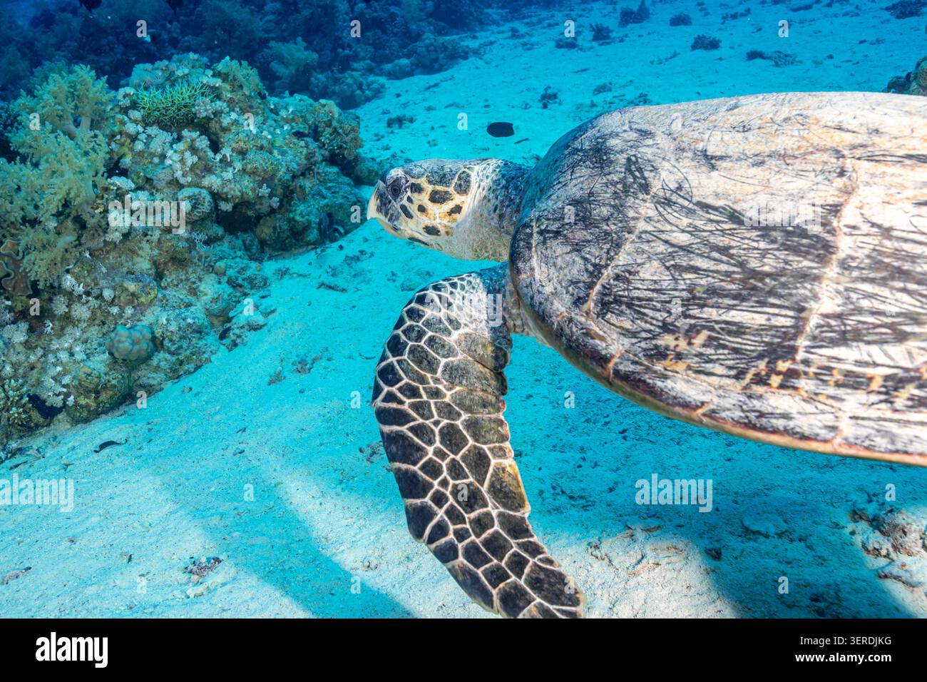 Egitto, Sharm El Sheikh, tartaruga di Hawksbill (Eretmochelys imbricata) Foto Stock