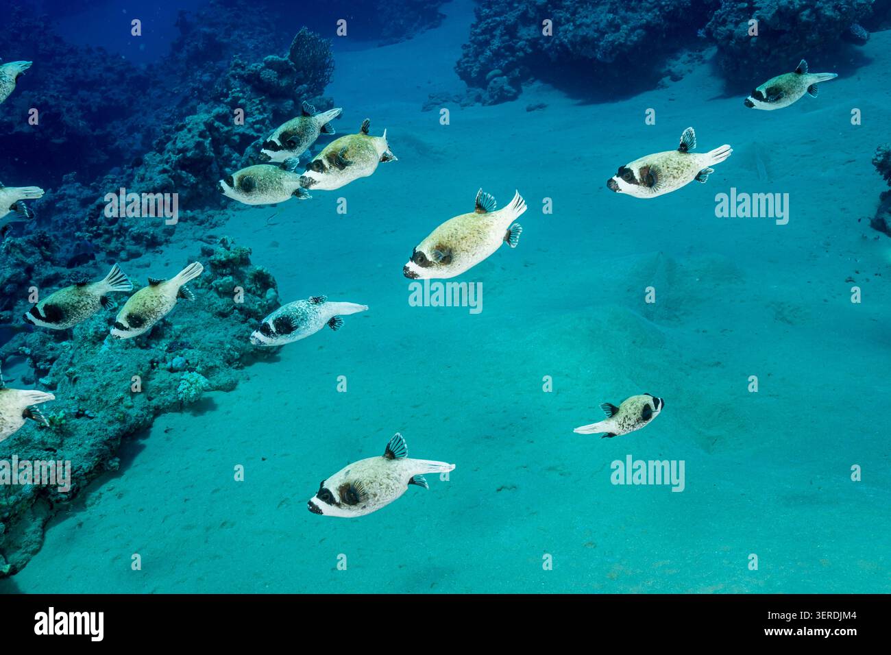 Egitto, Sharm El Sheikh, Masked Puffer (Arothron diadematus) Foto Stock