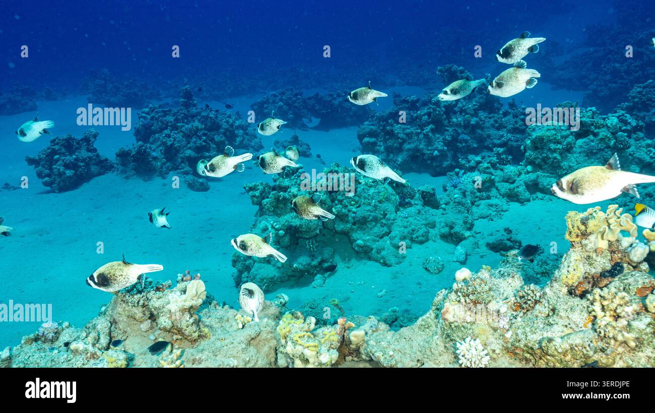 Egitto, Sharm El Sheikh, Masked Puffer (Arothron diadematus) Foto Stock