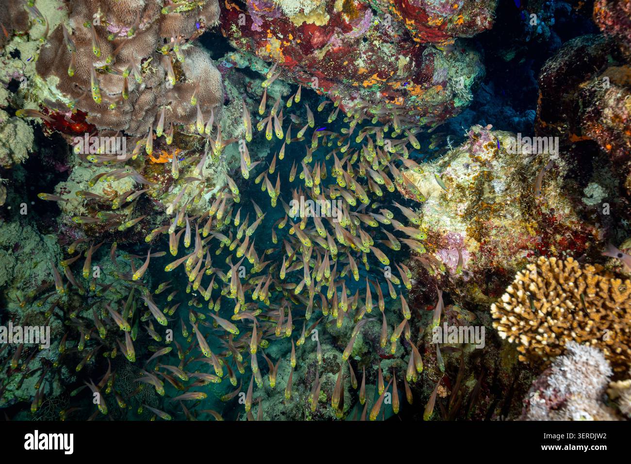 Egitto, Sharm El Sheikh, pesce spazzatrice di pigmei (Parapriacanthus ransonneti) Foto Stock