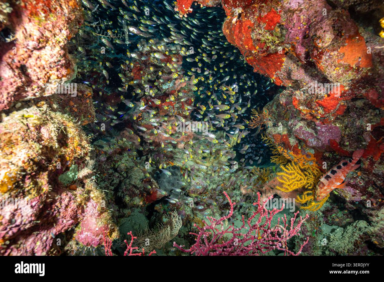 Egitto, Sharm El Sheikh, pesce spazzatrice di pigmei (Parapriacanthus ransonneti) Foto Stock
