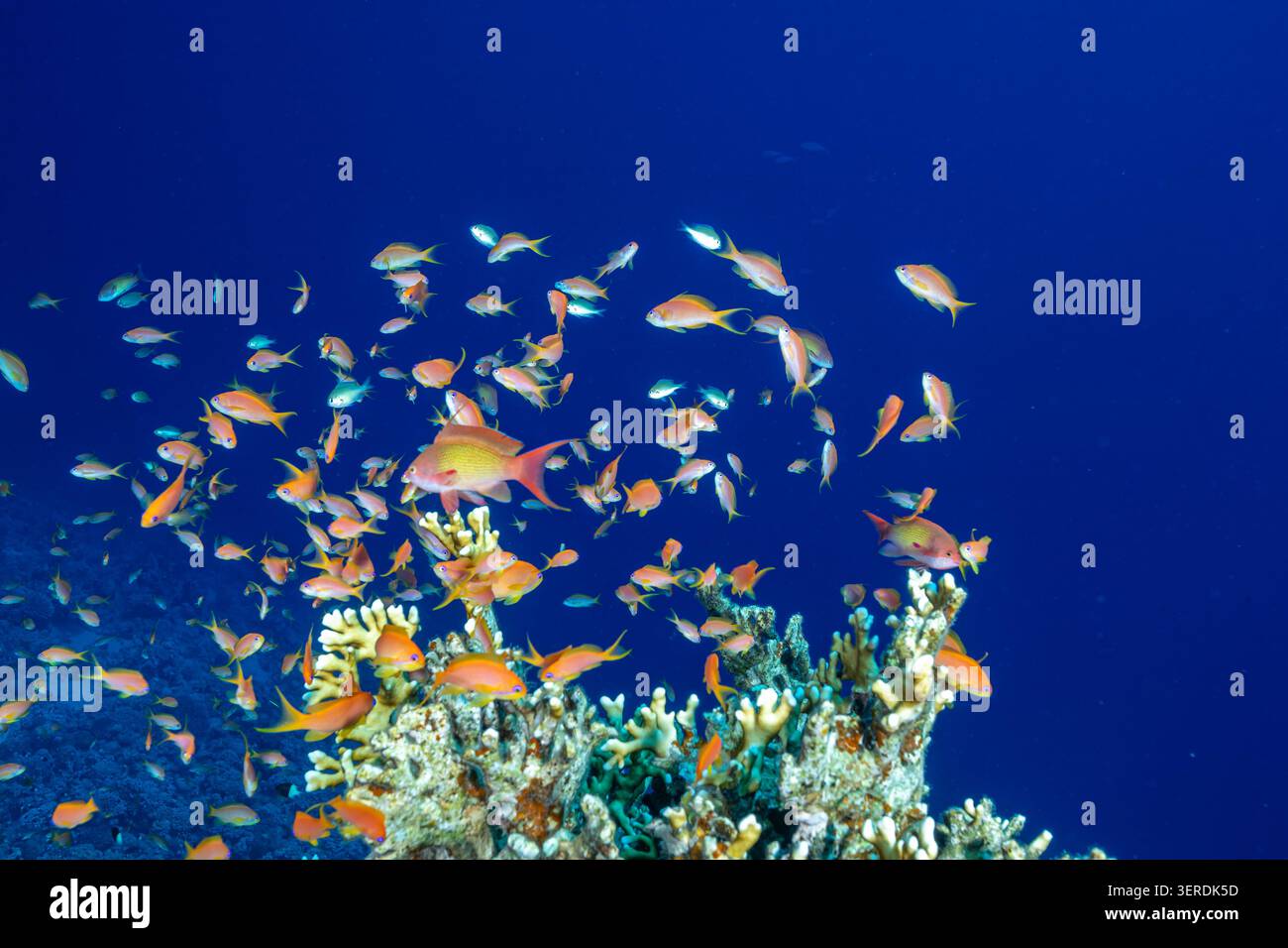 Egitto, Sharm El Sheikh, Sea Goldie, Lyretail Anthias, Scalefin Anthias (Pseudanthias squamipinnis) Foto Stock
