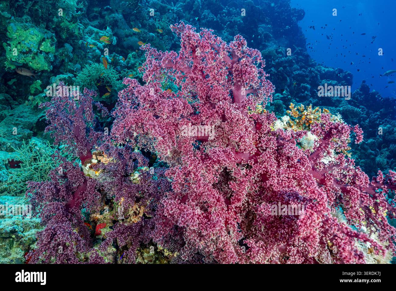 Egitto, Sharm El Sheikh, coralli molli Dendronephthya Foto Stock