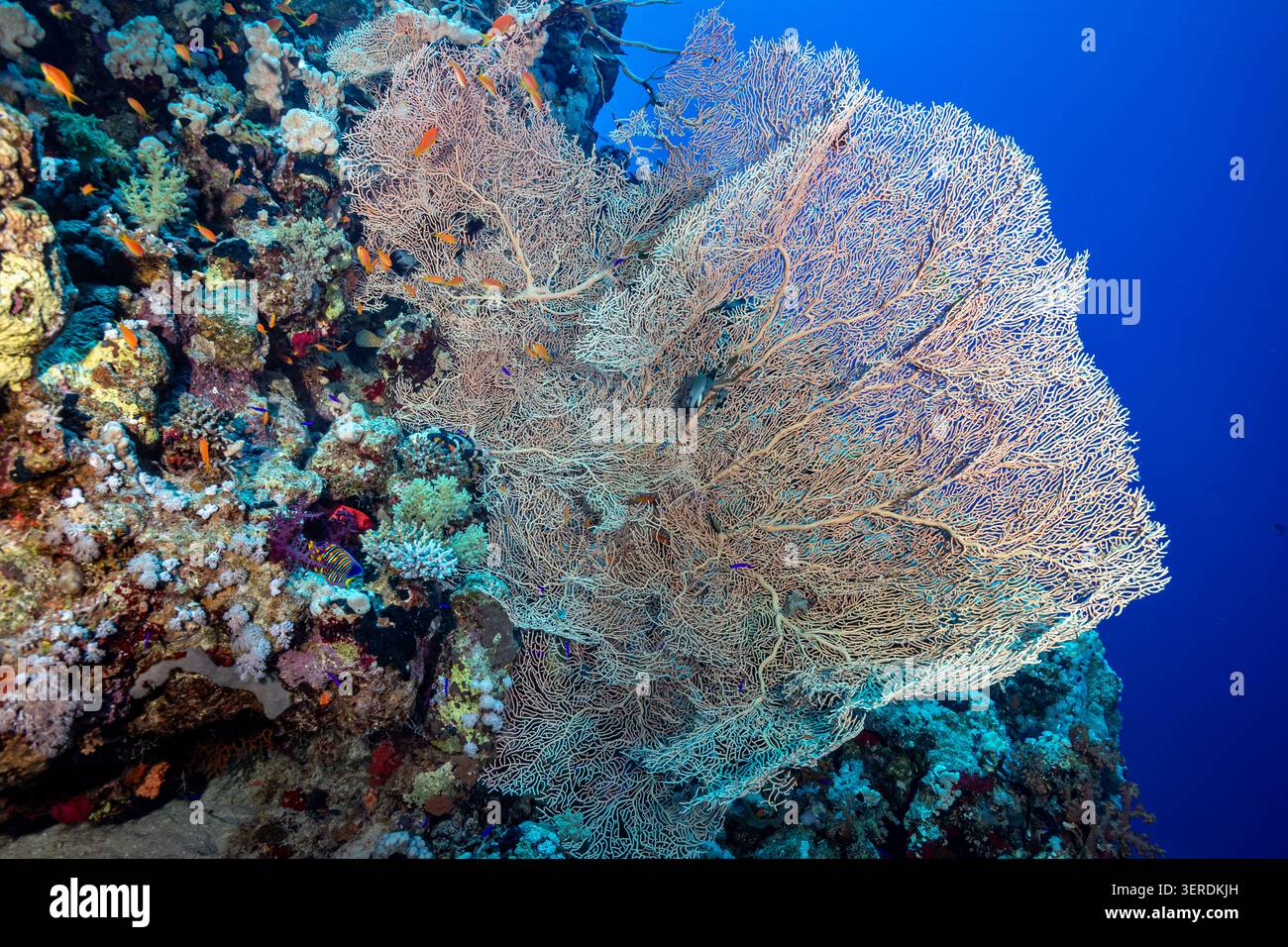 Egitto, Sharm El Sheikh, Gorgonia, fan del mare Foto Stock