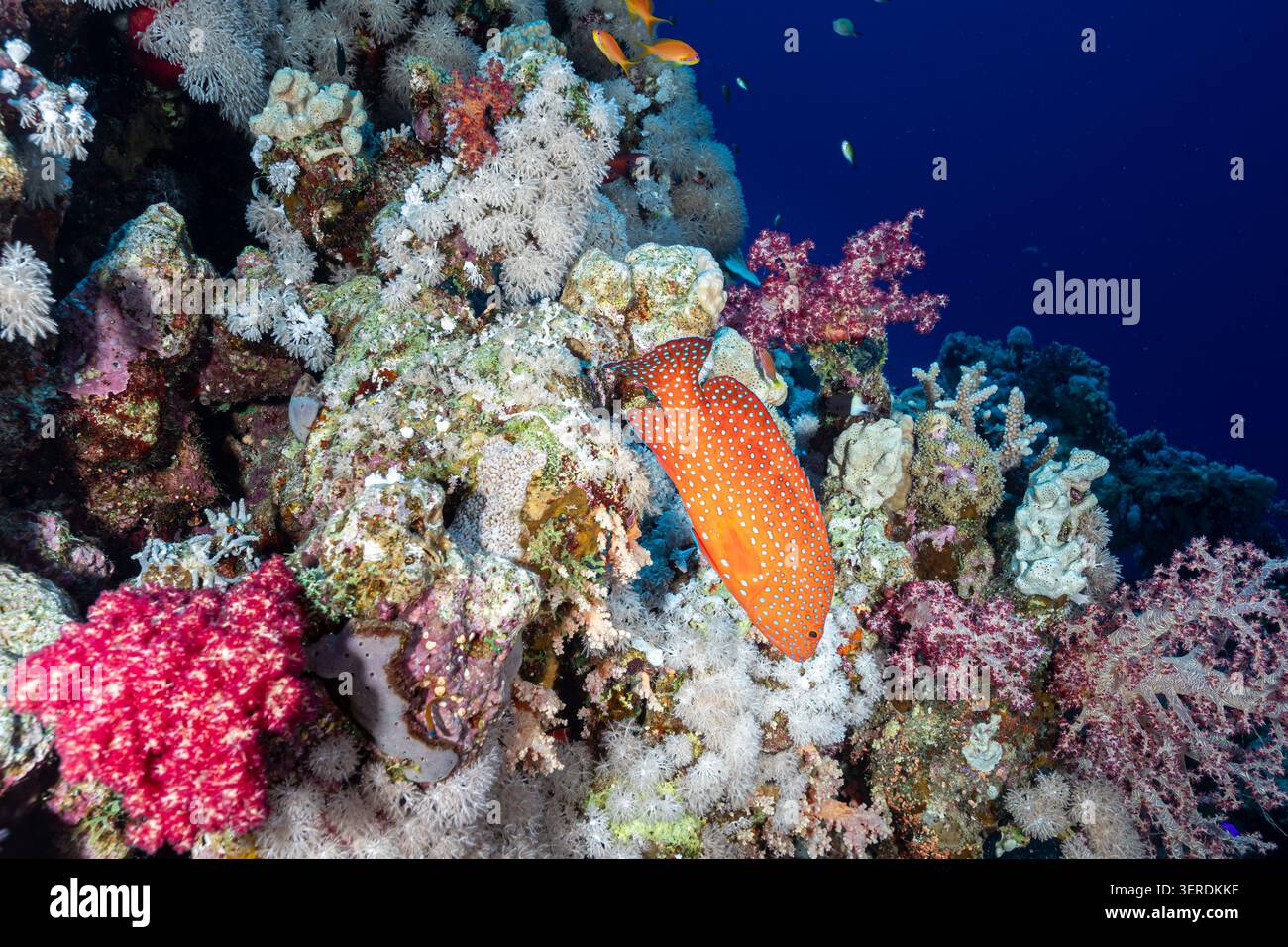 Egitto, Sharm El Sheikh, Coral Reef e Coral Grouper (Cephalopholis miniata), Coral Hind Foto Stock