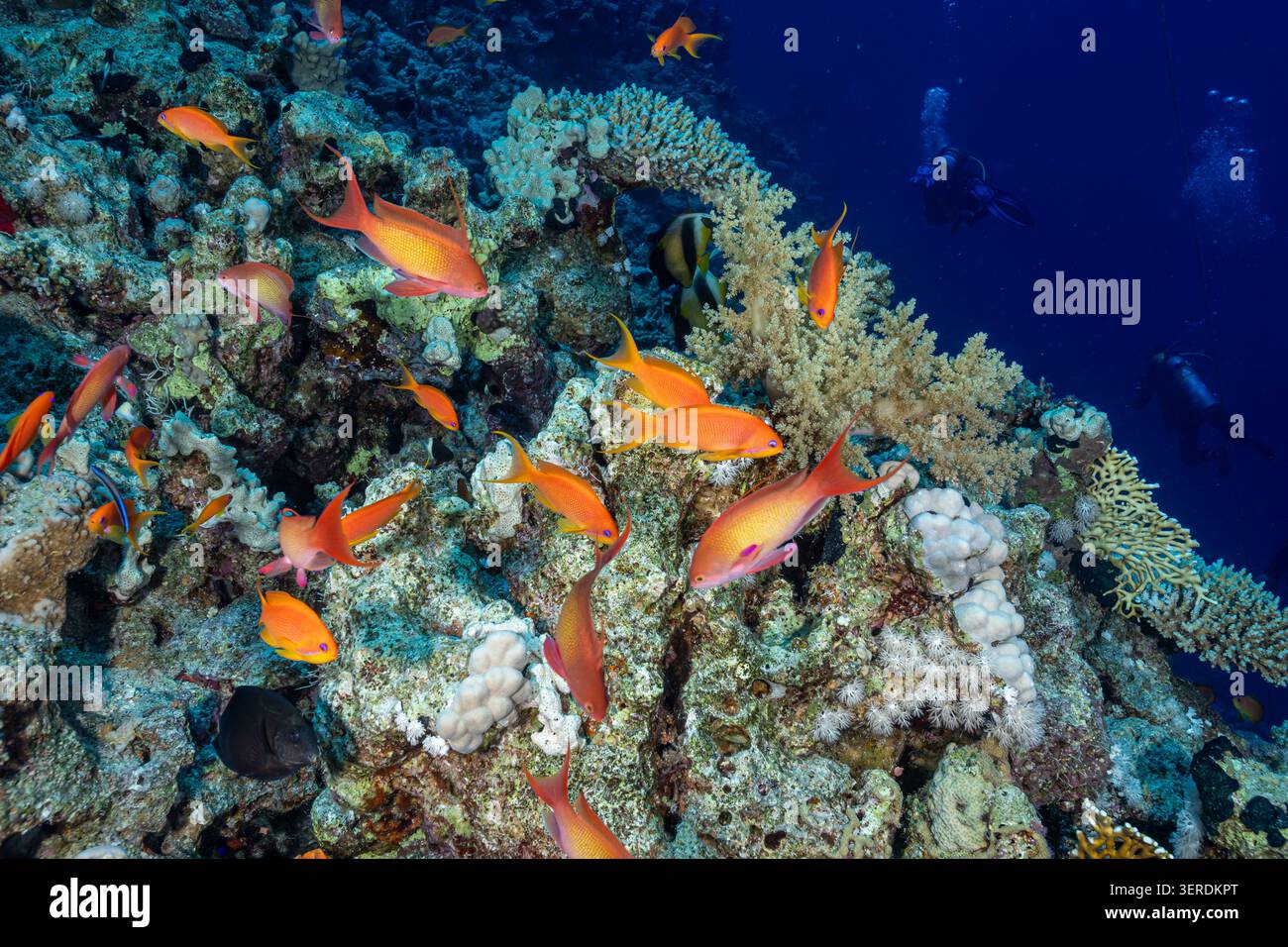 Egitto, Sharm El Sheikh, Sea Goldie, Lyretail Anthias, Scalefin Anthias (Pseudanthias squamipinnis) Foto Stock