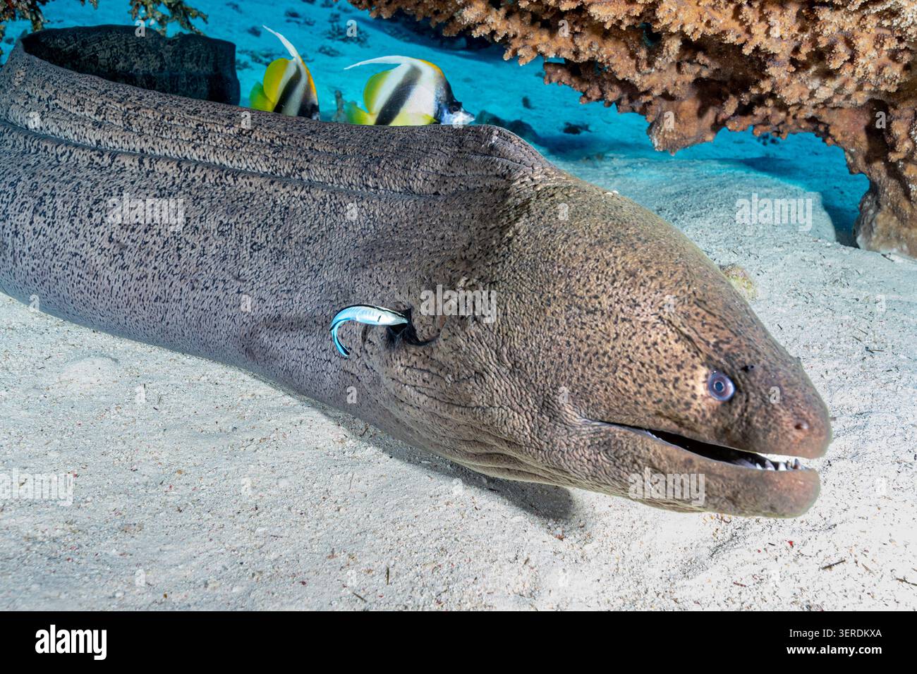 Egitto, Sharm El Sheikh, anguilla di Moray gigante (Gymnothorax javanicus) Foto Stock