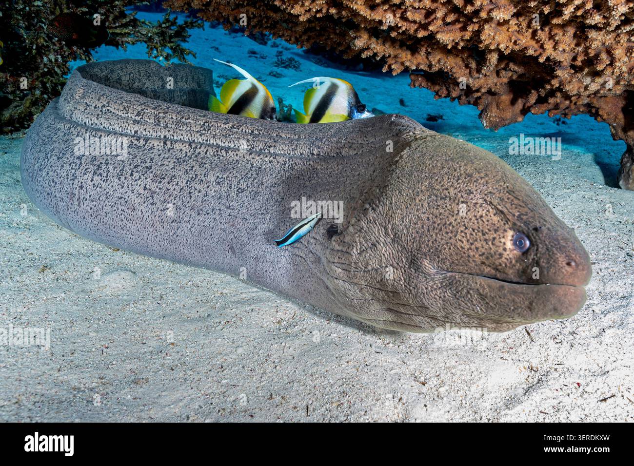 Egitto, Sharm El Sheikh, anguilla di Moray gigante (Gymnothorax javanicus) Foto Stock