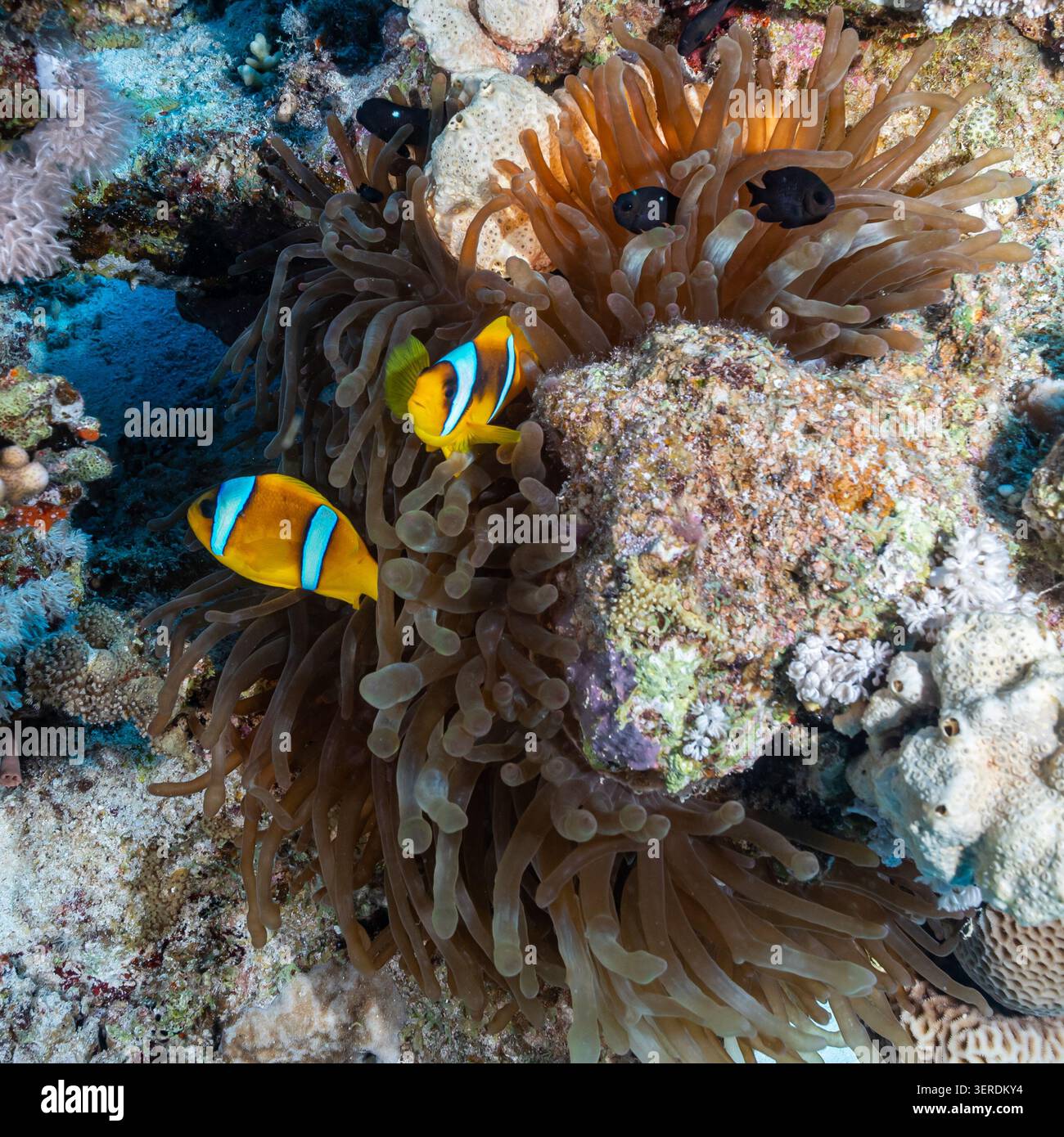 Egitto, Sharm El Sheikh, pesce persico del Mar Rosso (Amphiprion bicinctus) Foto Stock