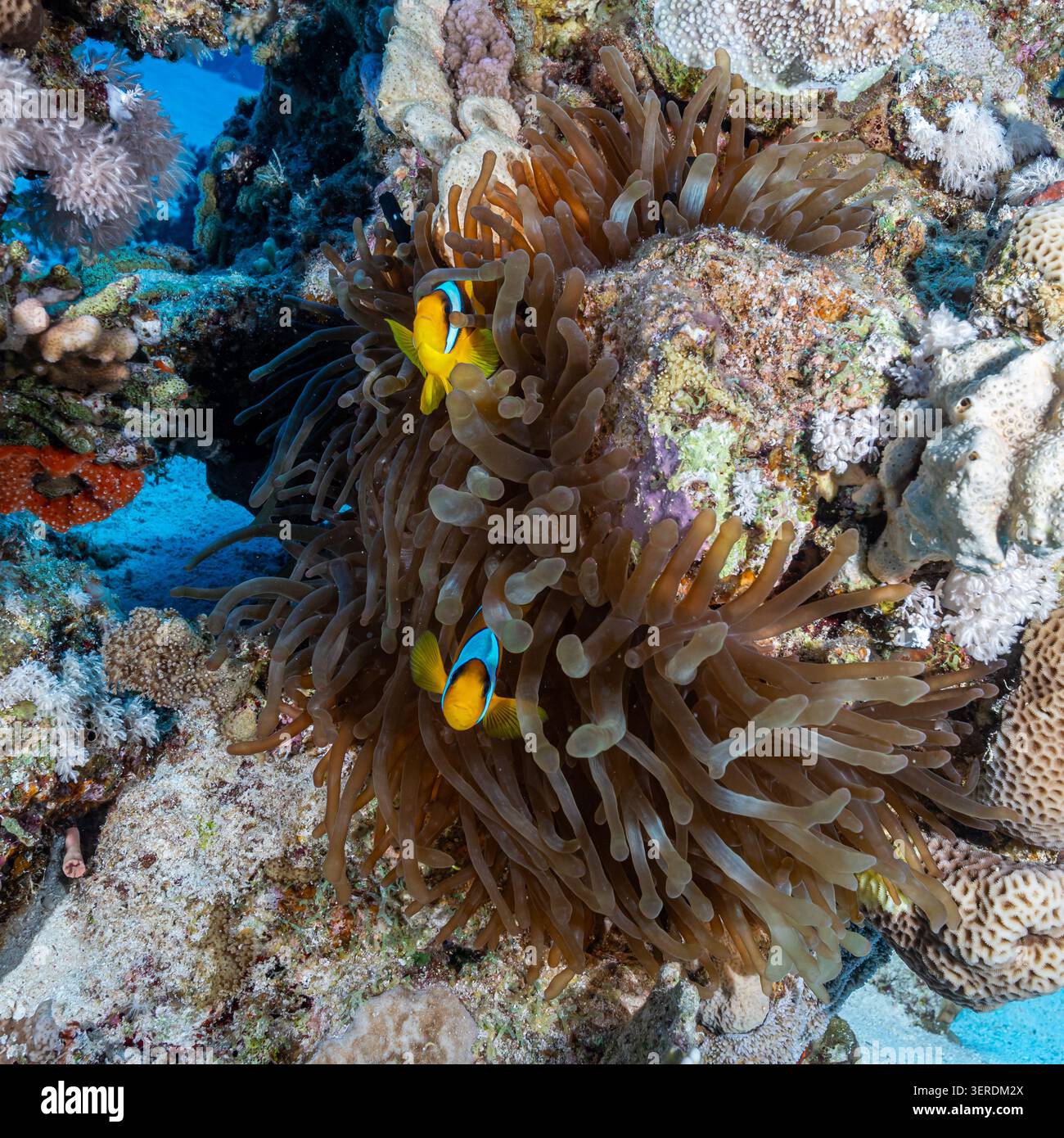 Egitto, Sharm El Sheikh, pesce persico del Mar Rosso (Amphiprion bicinctus) Foto Stock