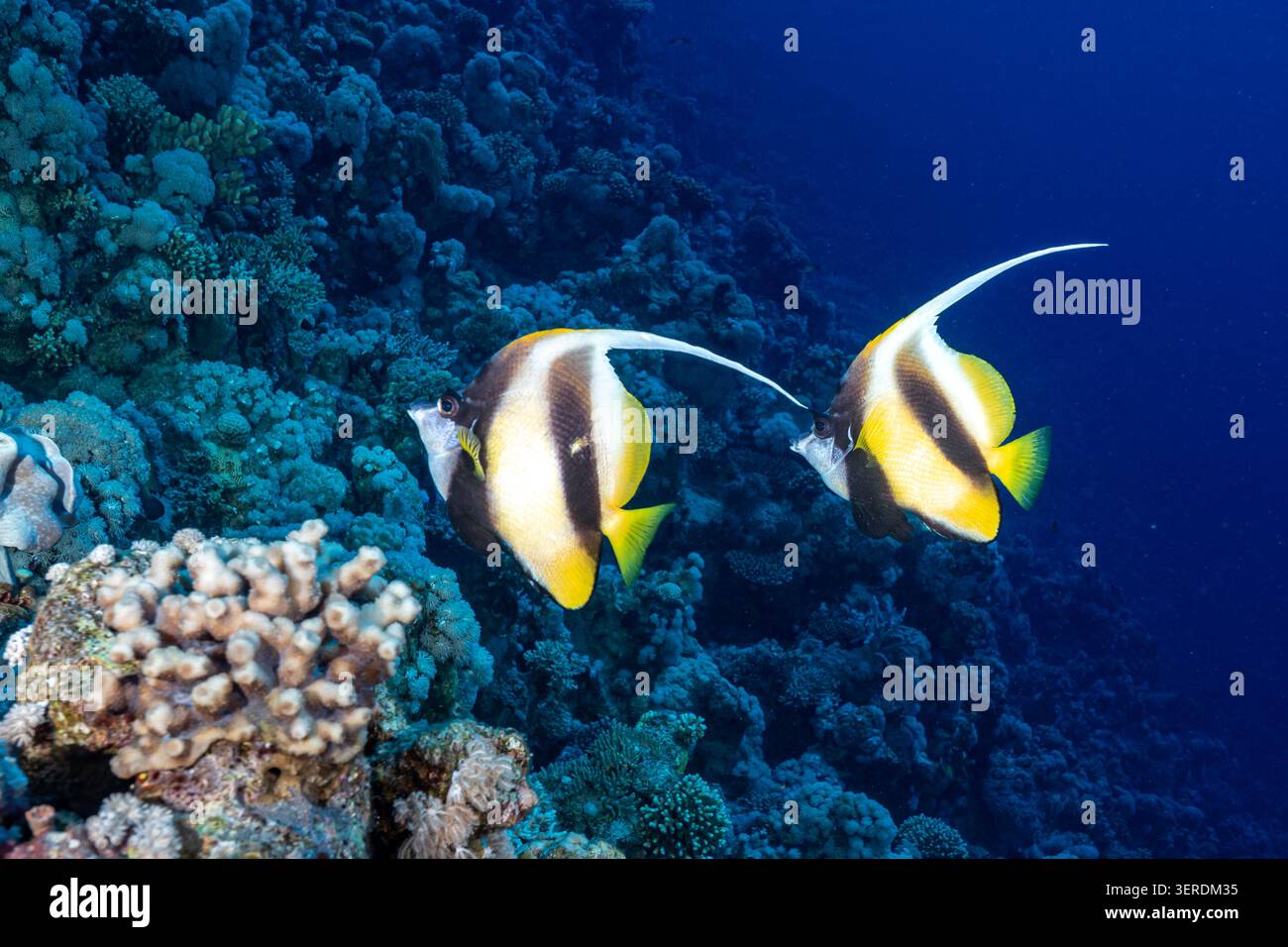 Egitto, Sharm El Sheikh, pesce Bandiere del Mar Rosso (Heniochus intermedius) Foto Stock
