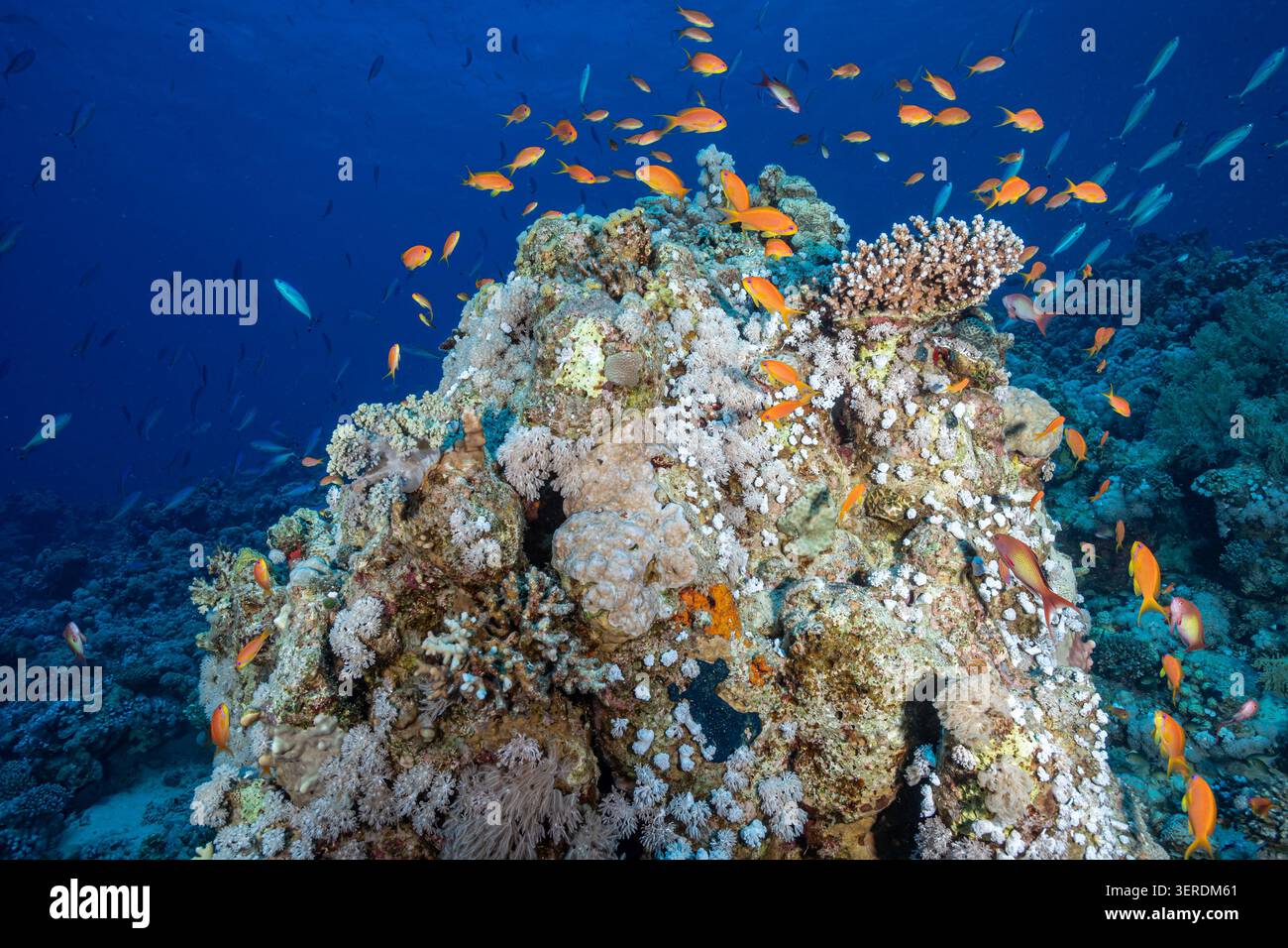 Egitto, Sharm El Sheikh, Sea Goldie, Lyretail Anthias, Scalefin Anthias (Pseudanthias squamipinnis) Foto Stock