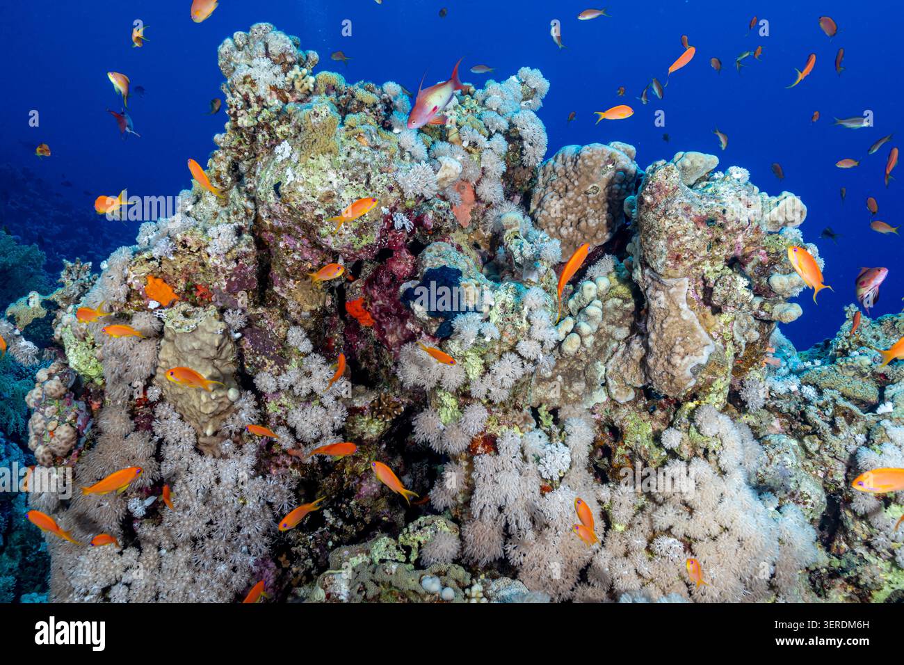 Egitto, Sharm El Sheikh, Sea Goldie, Lyretail Anthias, Scalefin Anthias (Pseudanthias squamipinnis) Foto Stock