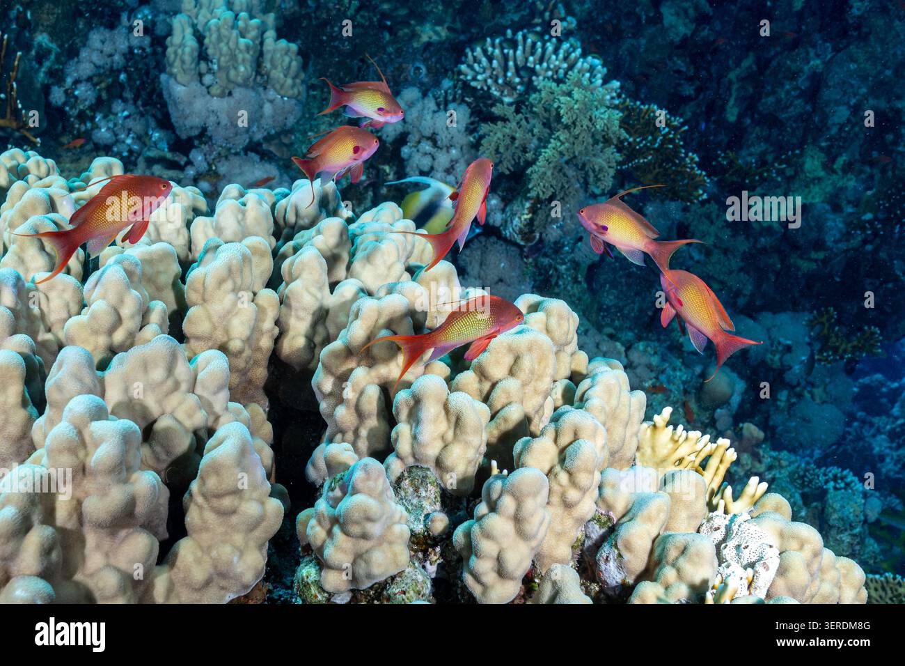 Egitto, Sharm El Sheikh, Sea Goldie, Lyretail Anthias, Scalefin Anthias (Pseudanthias squamipinnis) Foto Stock