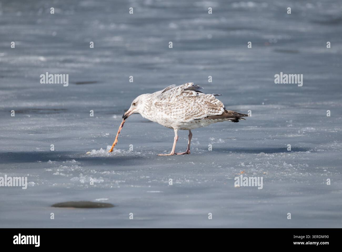 Giovane gabbiano che difende in modo aggressivo una carcassa di pesce su uno stagno ghiacciato Foto Stock