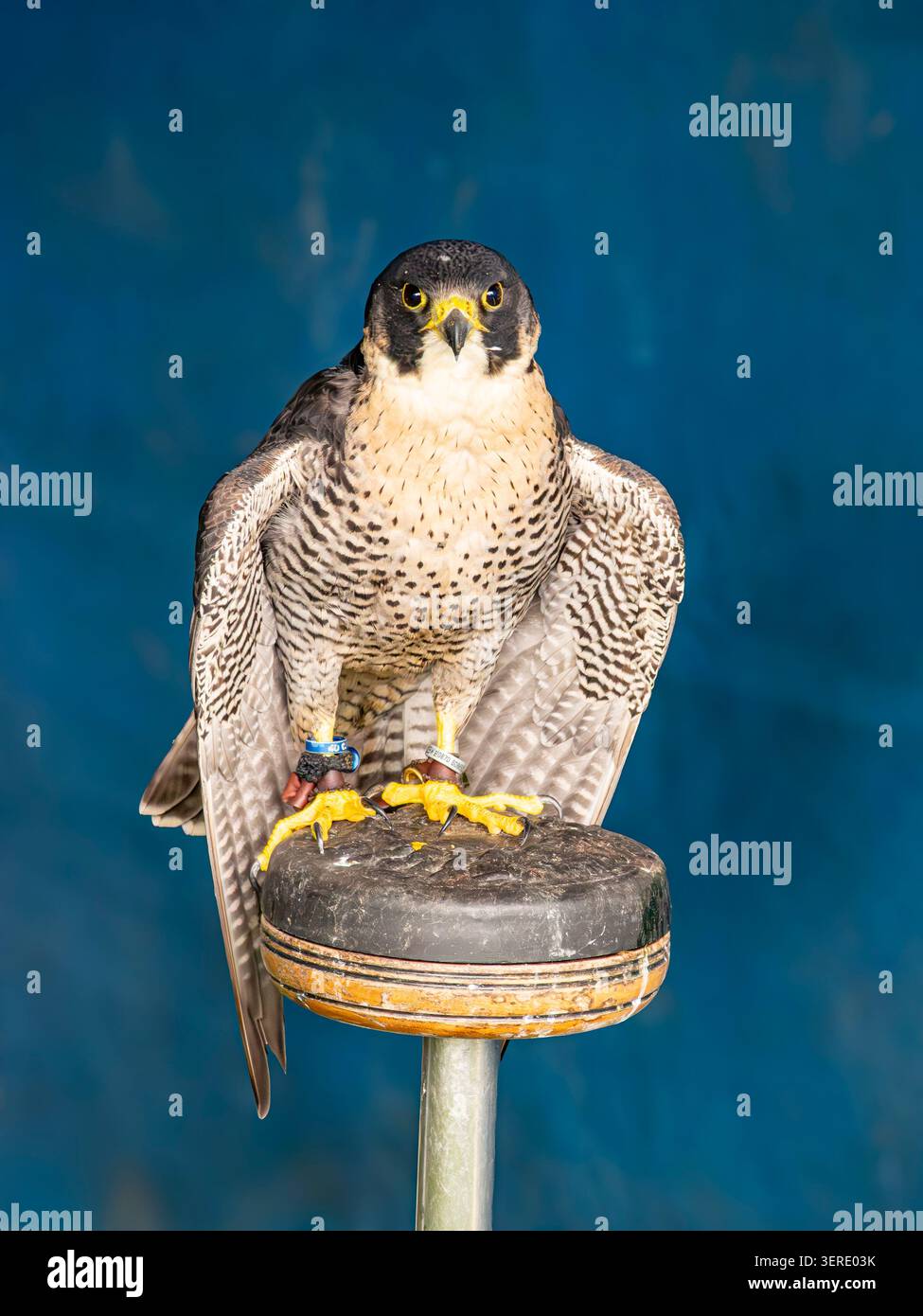 Un falco pellegrino sedeva su un persico con le ali spalmate, cercando di rinfrescarsi in una giornata calda ad una fiera di campagna nel Cheshire Foto Stock