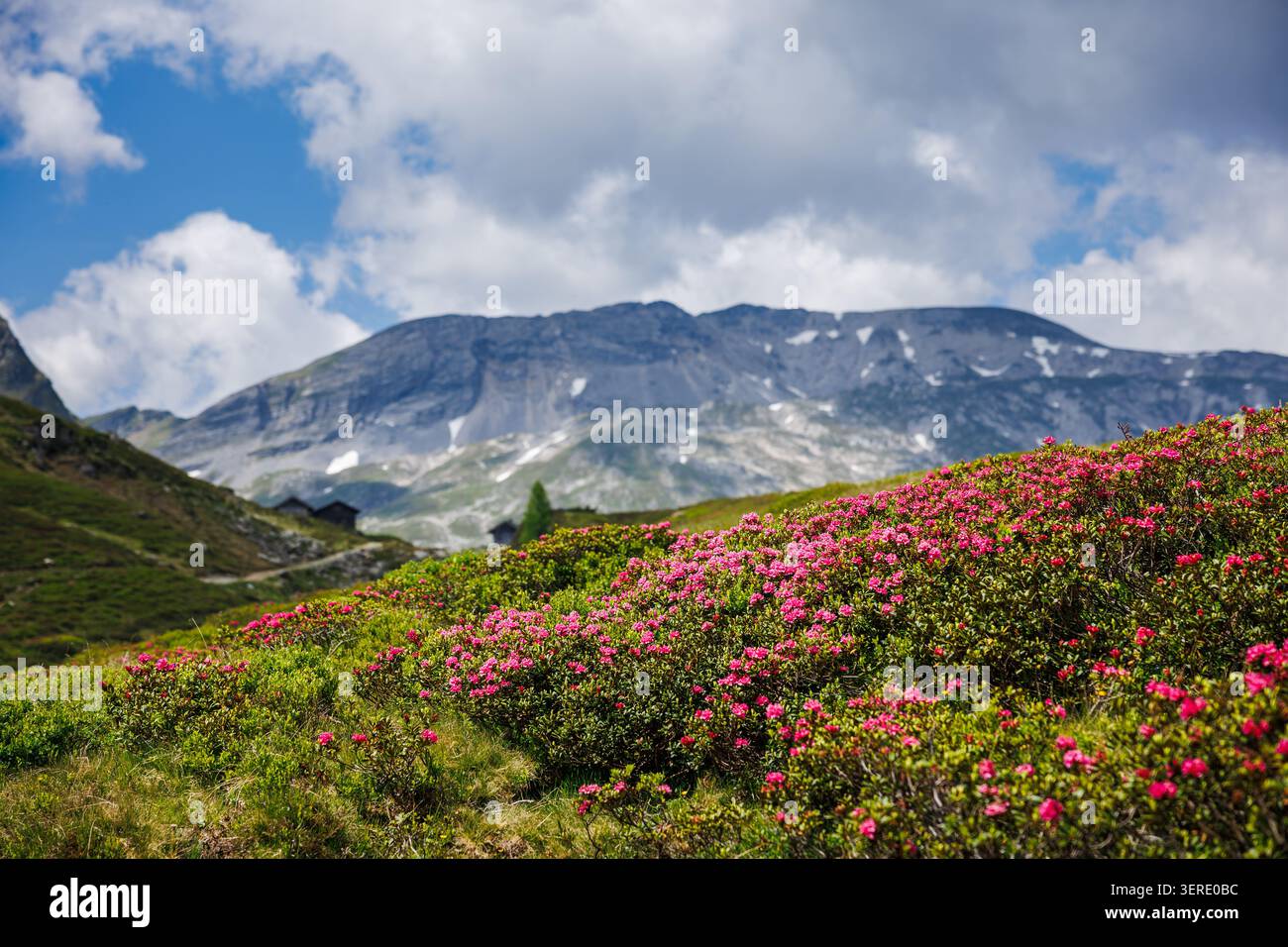 Fioritura di rododendri rosa noti come rosa alpina nei monti Schladminger Tauern, Stiria, Austria Foto Stock