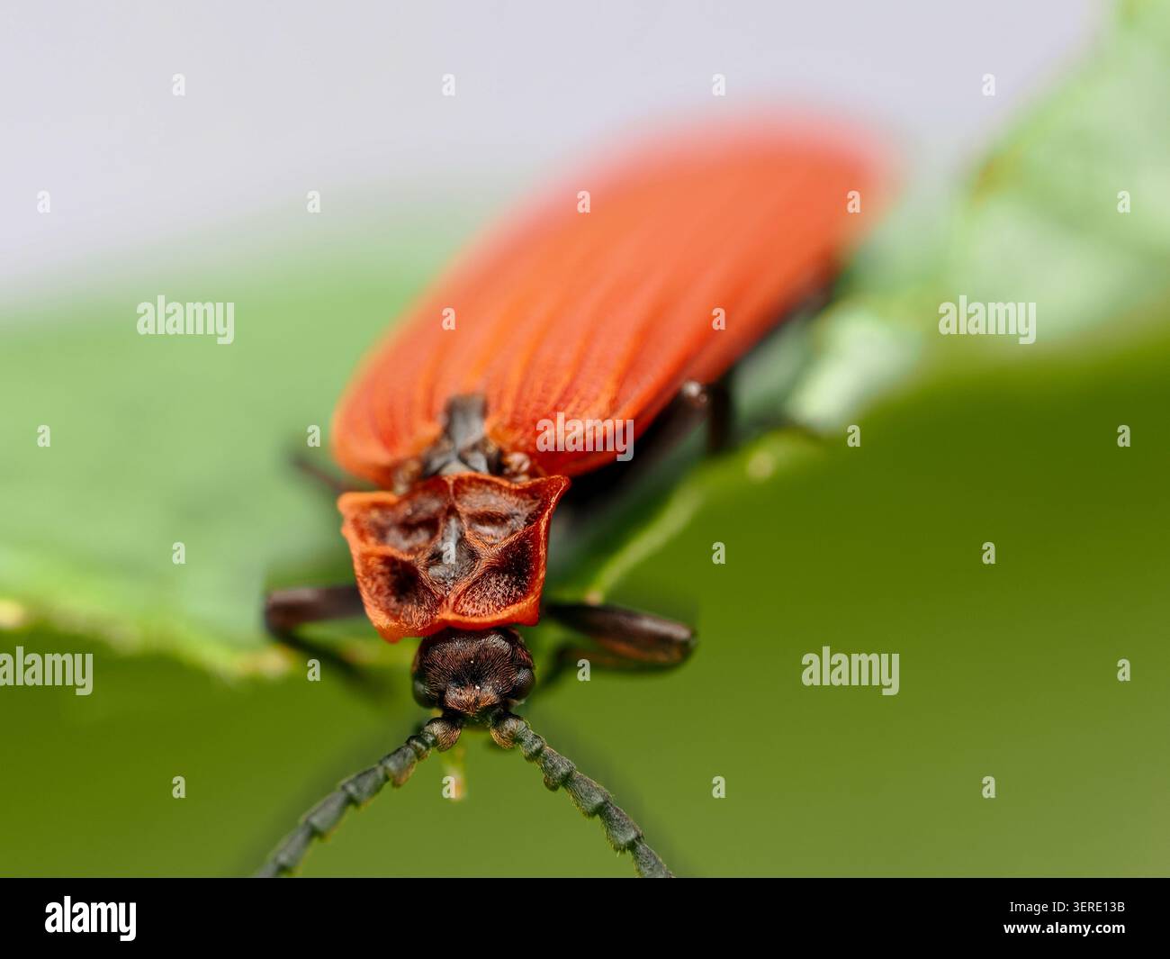 Dictyoptera aurora, noto come coleottero dalle ali dorate o coleottero dalle ali rosse. Diverse vedute del coleottero. Primo piano, macro. Foto Stock