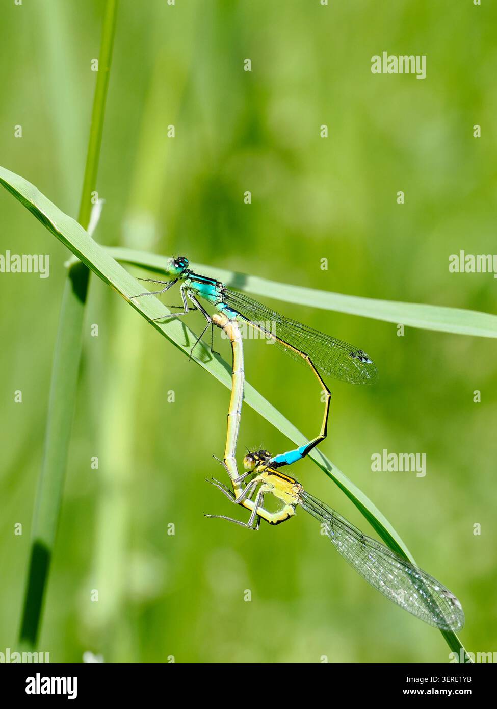 La damigella dalle gambe bianche o la gamba di piume blu (Platycnemis pennipes). Viste di una coppia di accoppiamento. Primo piano. Foto Stock