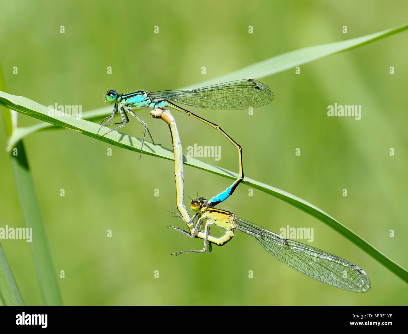 La damigella dalle gambe bianche o la gamba di piume blu (Platycnemis pennipes). Viste di una coppia di accoppiamento. Primo piano. Foto Stock