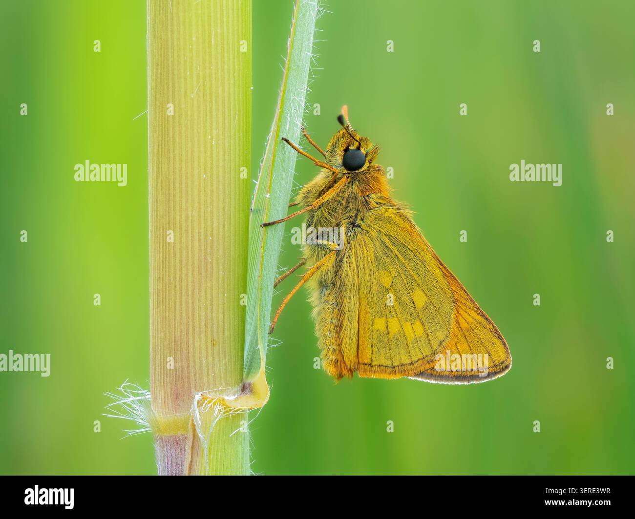 Farfalla Large Skipper (Ochlodes sylvanus) che si stende su gambo di canne, Cambridgeshire, Inghilterra Foto Stock