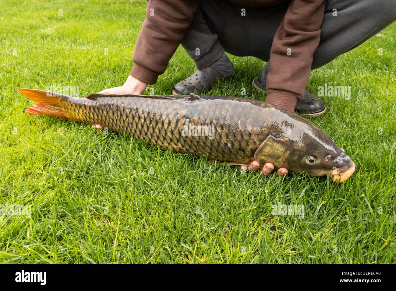 Pescatore che tiene una grande carpa pescata su prato verde Foto Stock
