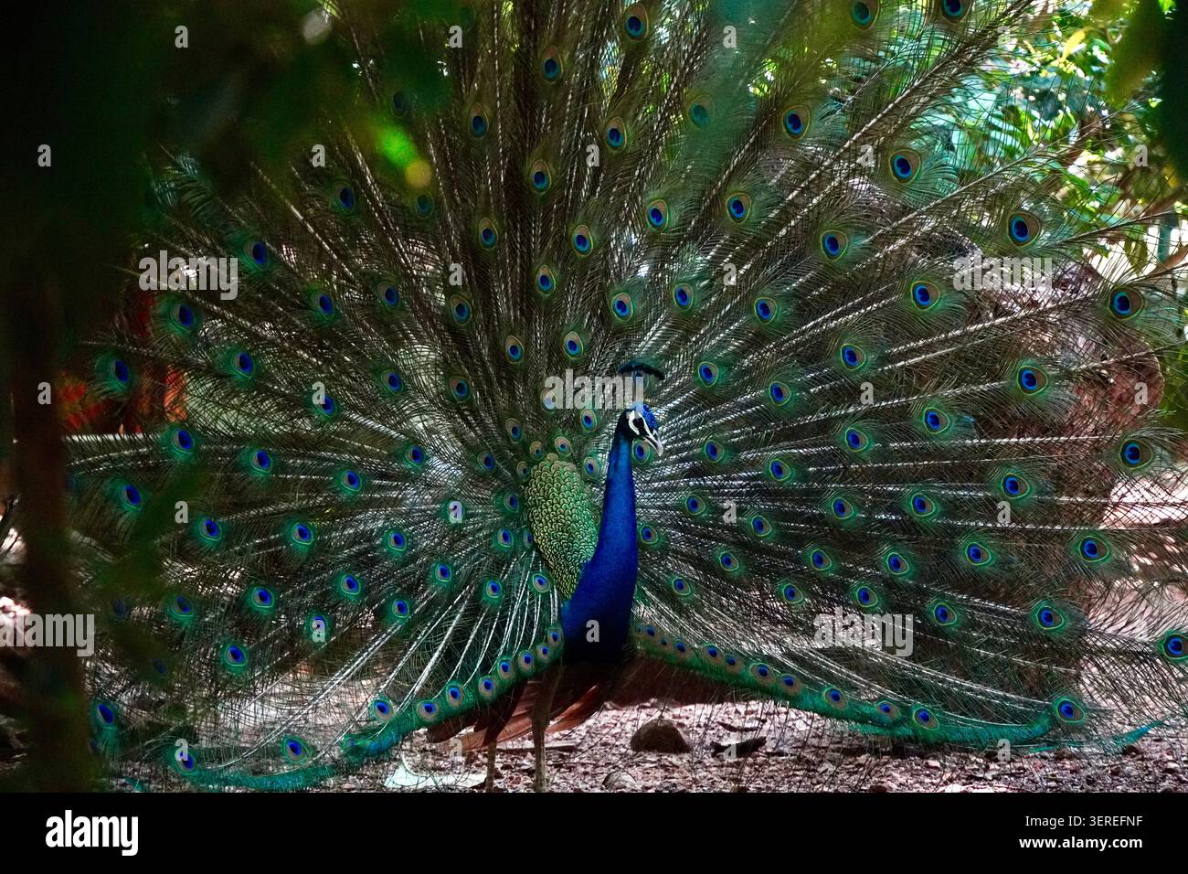 Fan reale della natura - Un pavone in piena mostra Foto Stock