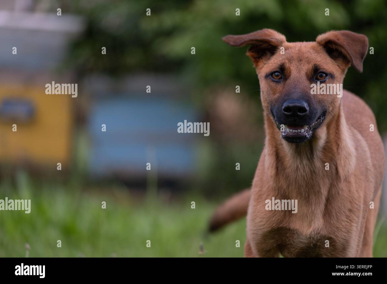 Giovane cane di razza mista in piedi in un cortile rurale con alveari visibili sullo sfondo. L'immagine illustra la vita in campagna, la vita contadina, le case Foto Stock